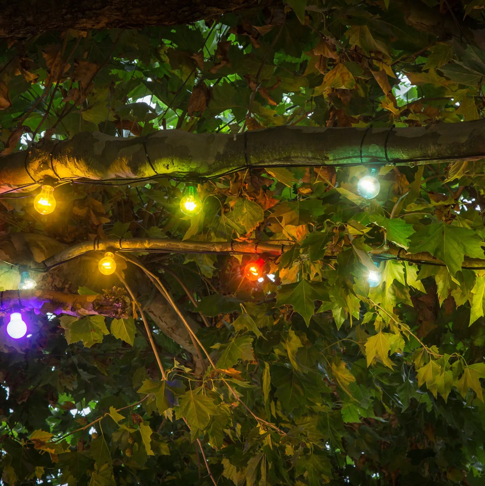 Cerveza jardín de hadas luces 10 bombillas convencionales LED